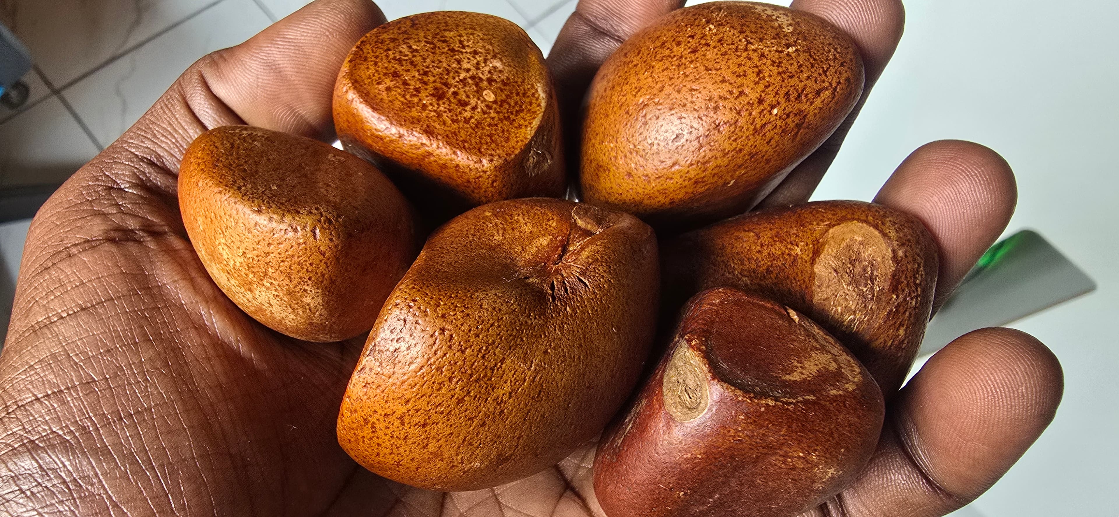 Green Horizon Alliance Team in Field