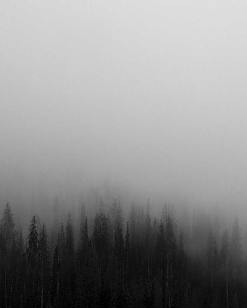 Seed quality inspection in nursery