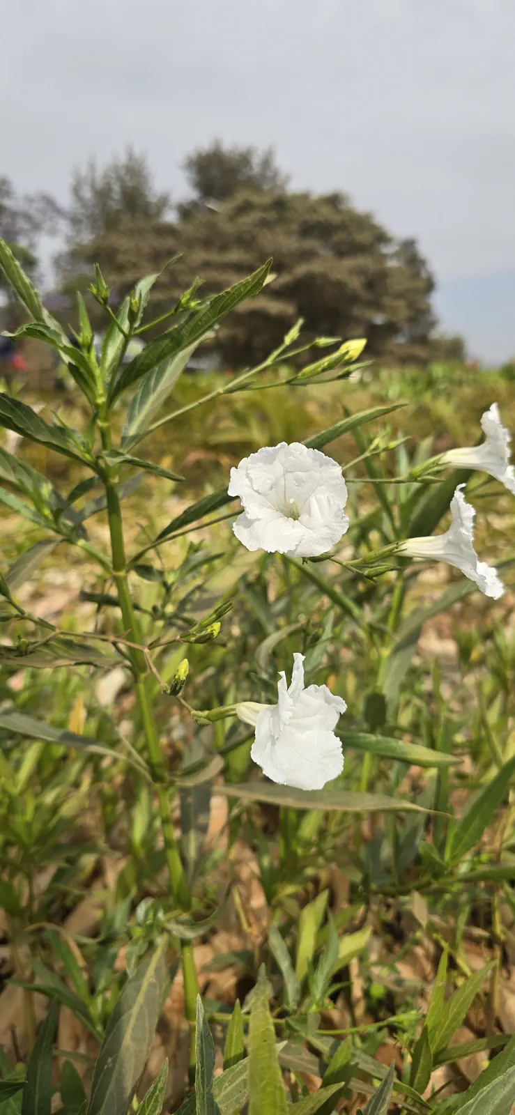Barleria cristata flower plant (white)