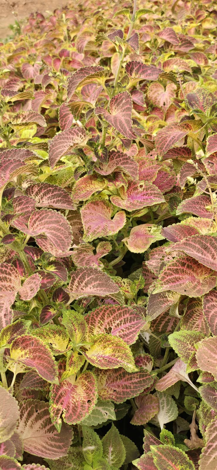 Plectranthus scutellarioides