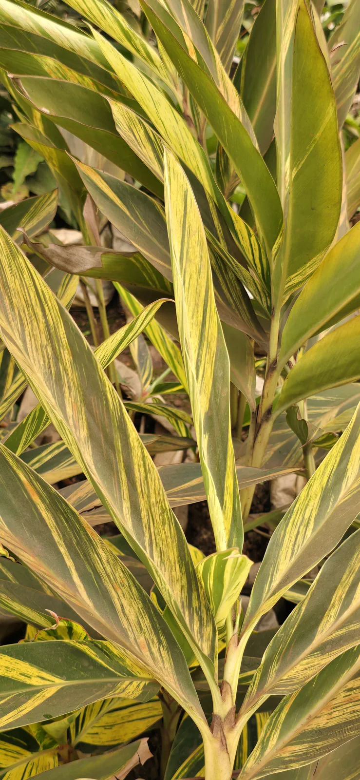 Alpinia zerumbet