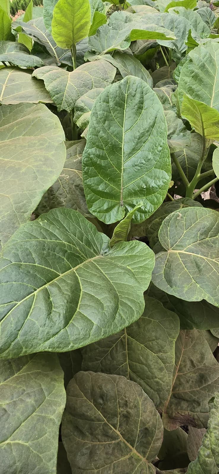 Solanum betaceum