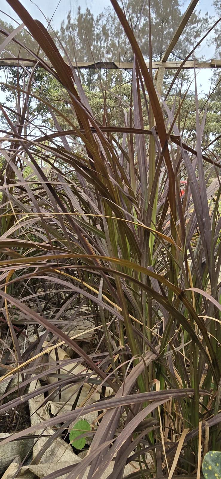 Pennisetum setaceum