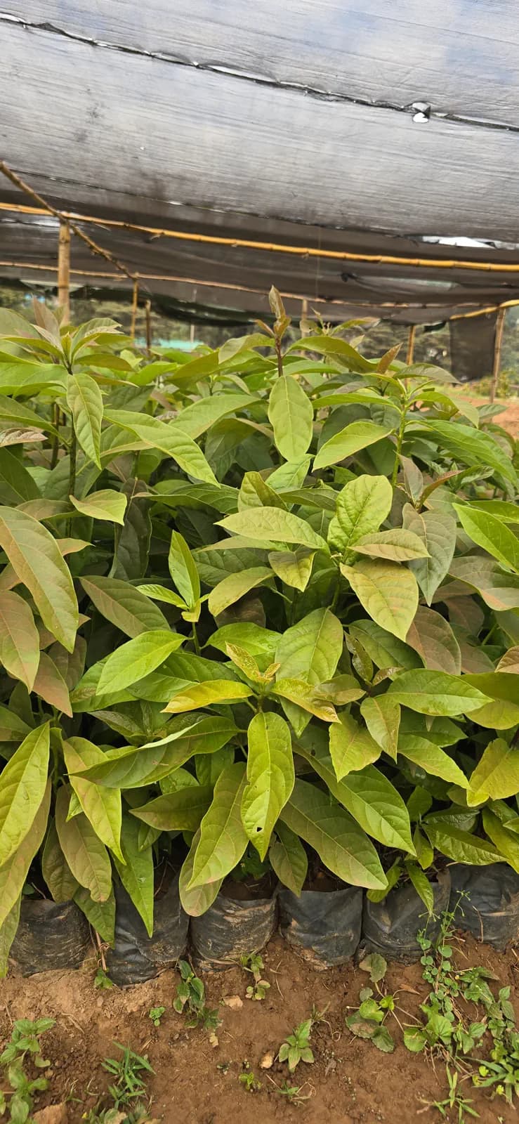 Percia americana - root stock