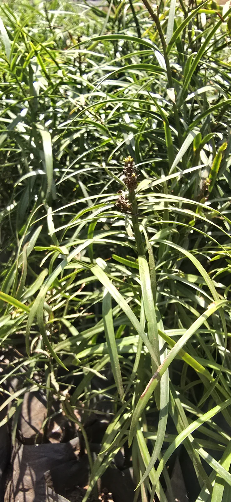 Afrocarpus falcatus
