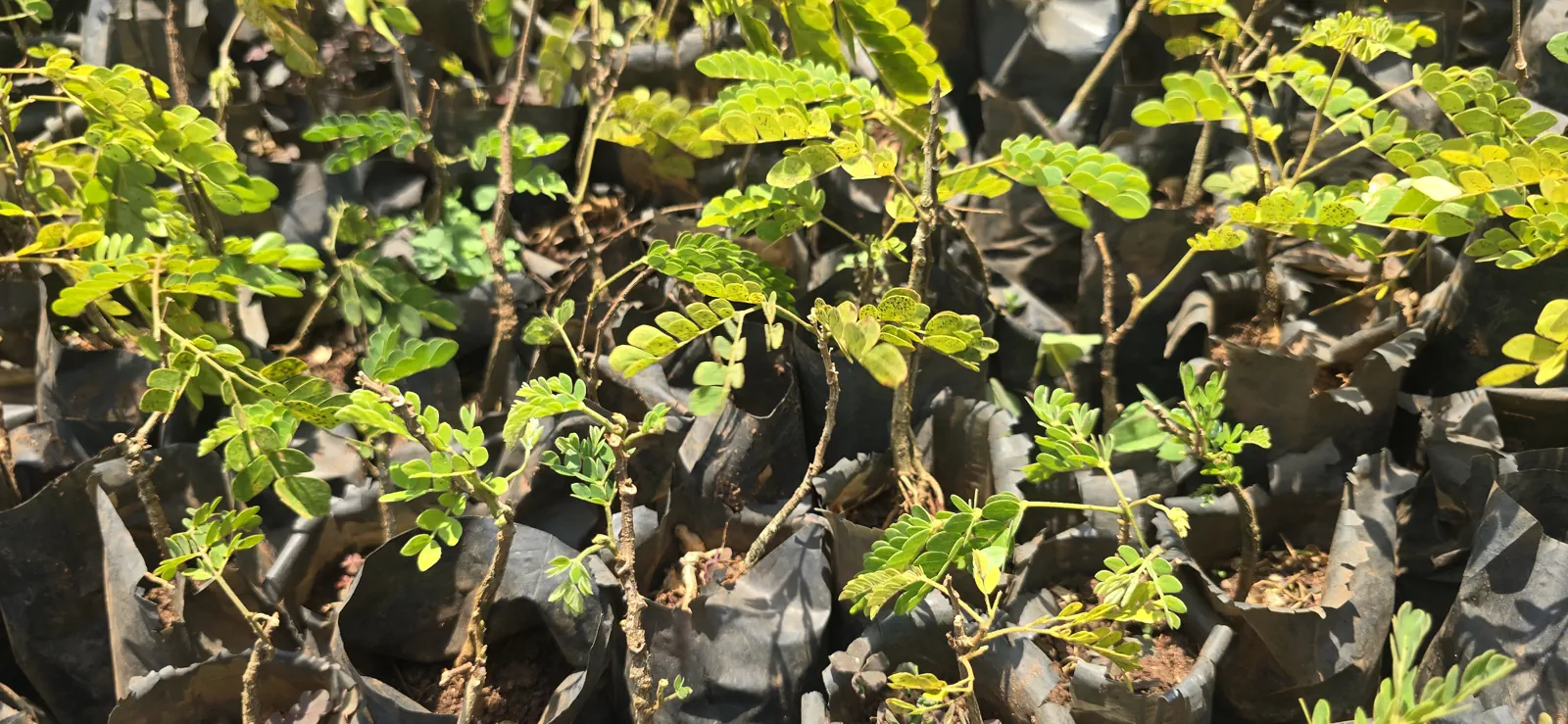 Albizia gummifera