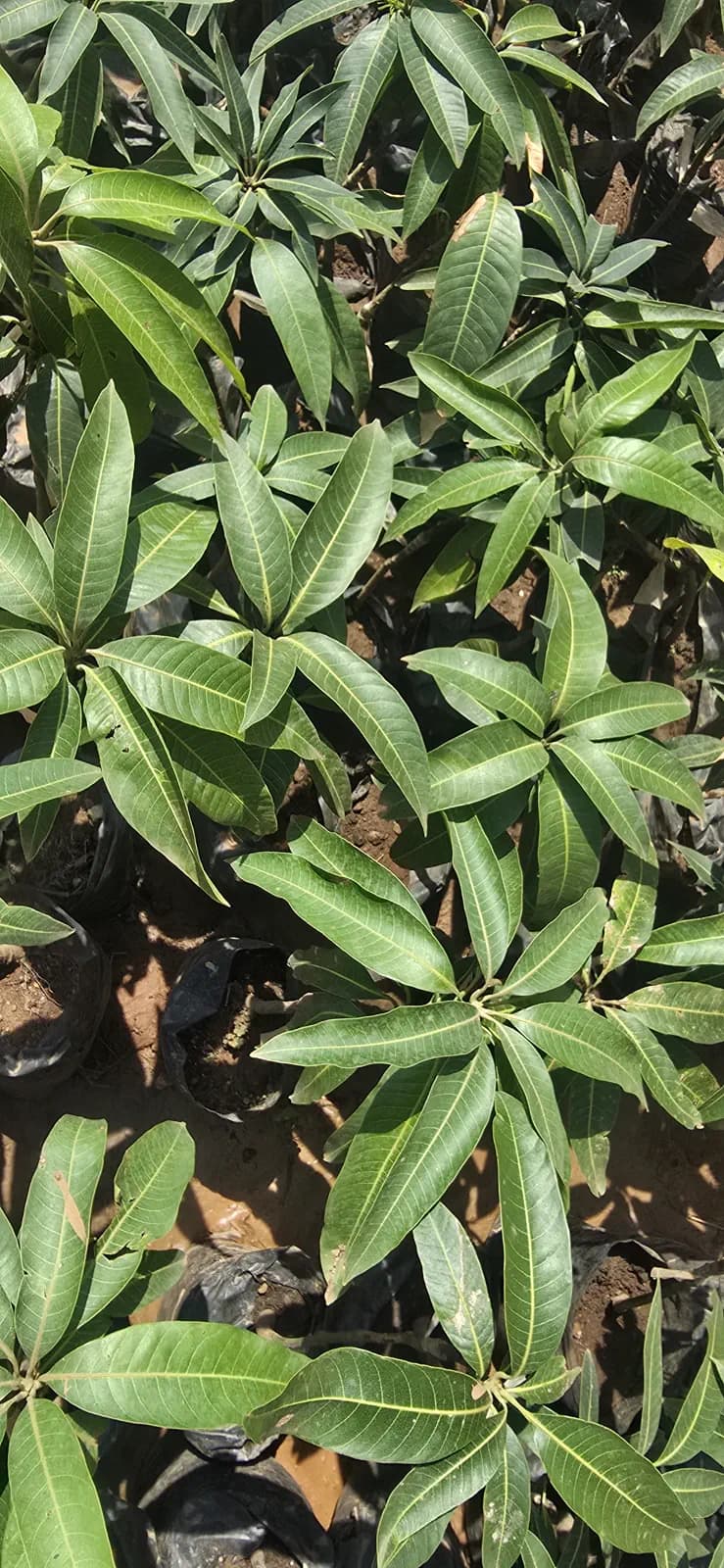 Magnifera indica (Mango)