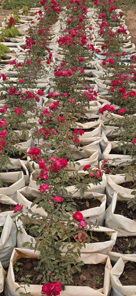 Rosa spp