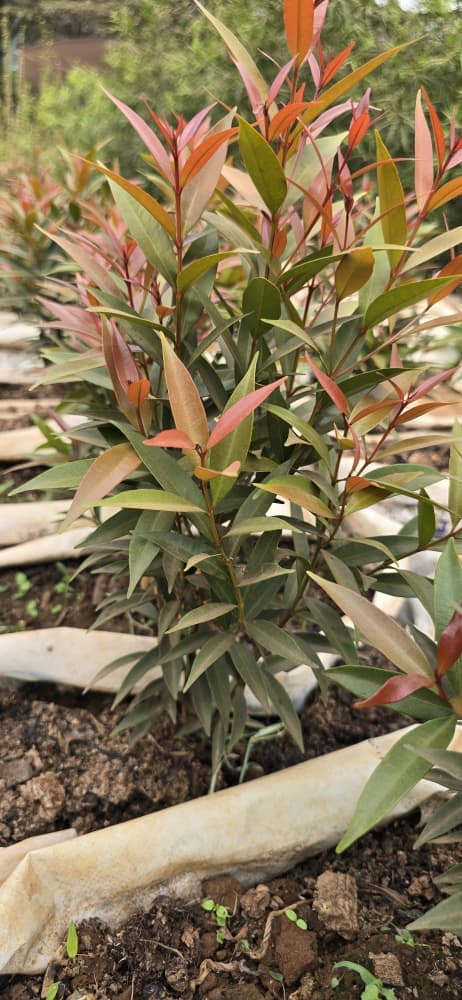 Syzygium myrtifolium